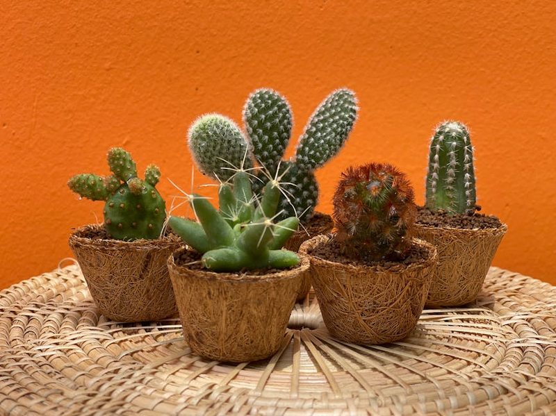 Set Regalo 2 Suculentas con Macetas