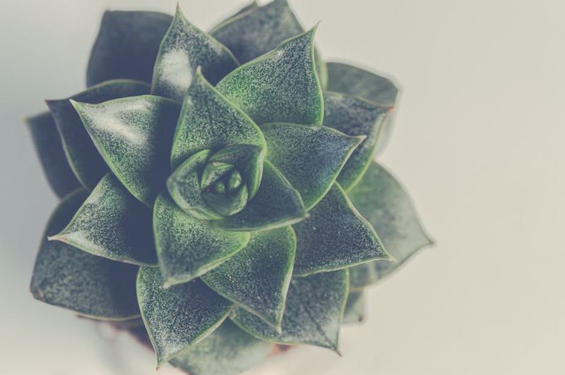 Suculenta Echeveria Verde